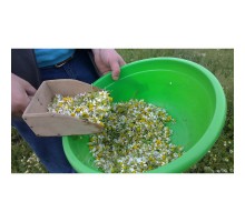 Ромашка лікарська - Ромашка лекарственная